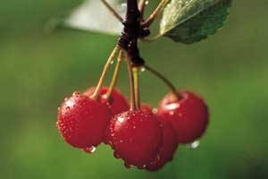 افراد چاق از این میوه بخورند