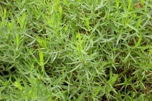 نوعی سبزی ضد رماتیسم