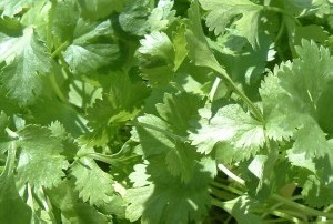 نوعی سبزی آرامش بخش و ضد تشنگی
