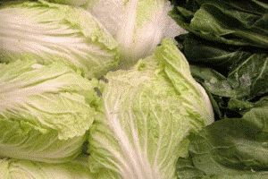 کدام بهتر است،کاهوی گرد یا کاهوی معمولی؟