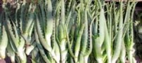 گیاهی برای افزایش مقاومت بدن در فصل سرما