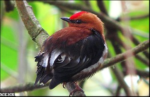 پرنده ای که با بالهایش آواز می خواند