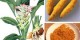 زردچوبه و خواص ضد سرطانی آن