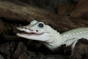 کشف تمساح سفید، نادرترین جانور جهان