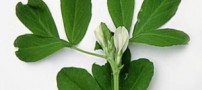 خواص عصاره گیاه شنبلیله