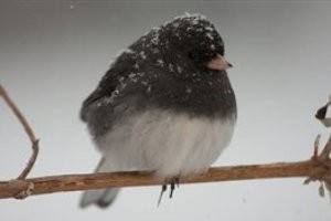در فصل زمستان به پرنده‌ها غذا ندهید!