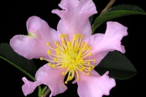 گلی برای ضد عفونی کننده زخم