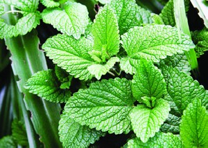 جایگزین طبیعی آنتی بیوتیک ها