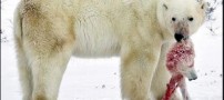 همنوع خواری  خرسهای قطبی بر اثر گرمای زمین!!