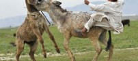 اعتراض به برگزاری مسابقه بسكتبال سوار برالاغ