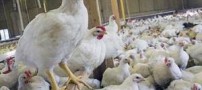 مرغهای آنتی بیوتیک خوار در بازار