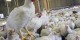 مرغ‌های آنتی ‌بیوتیک خوار در بازار