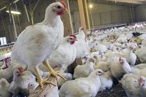 مرغ‌های آنتی ‌بیوتیک خوار در بازار