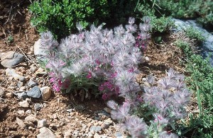 خواص برخی از گیاهان دارویی