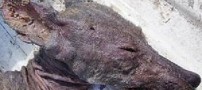 سگ خون‌ آشام در آمریكا