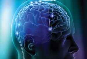 رابطه اندازه مغز و یادگیری