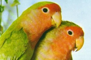 پرنده‌های ماده به جفتشان خیانت می‌کنند