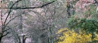 سارقان درختهای پارك را میدزدیدند