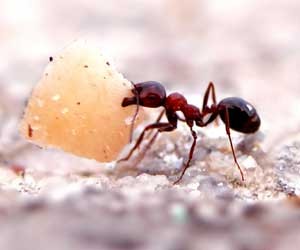 راز تعادل مورچه ها کشف شد