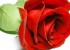 12 پیــــام از عشـــــــق