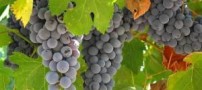 میوه ای که خستگی و ضعف بدن را برطرف می‌كند