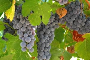 میوه ای که خستگی و ضعف بدن را برطرف میكند
