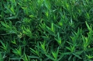 آشنایی با خواص چای ترخون