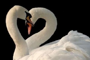 دوازده پیــــام از عشـــــــق