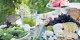 خطاهای رایج درباره غذاهای مقوی