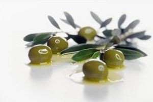 با عصاره برگ زیتون لاغر شوید !!
