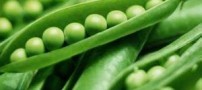 خواص درمانی نخودفرنگی