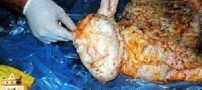 تولد گوسفندی با سر انسان در ترکیه !!