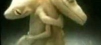 عشق باور نکردنی یک مارمولک به جفتش!!
