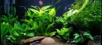 به چه نکاتی برای خرید آکواریوم باید دقت کرد