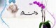 راه های ساده برای اثبات «دوستت دارم»