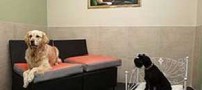 افتتاح باور نکردنی هتلی برای سگ ها در فرانسه