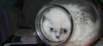 زندگی باور نکردنی یک گربه در شیشه مربا