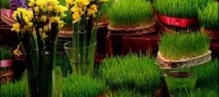 چگونه سبزه هفت سین نوروز را آماده کنیم؟