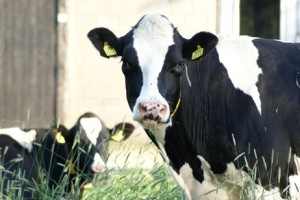 تولید شیر گاو با خواص شیر انسان