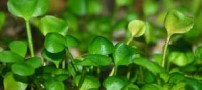 زیبایی هر چه بیشتر با مصرف این گیاهان