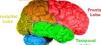 آیا می دانید مغز انسان چگونه کار می کند؟