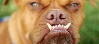 زشت ترین سگ جهان برنده شد+عکس