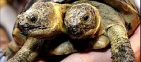 عجیب ترین لاك‌پشت جهان هنرپیشه می شود