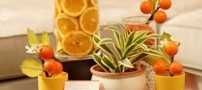 چگونه خانه را با رایحههای طبیعی معطر کنیم ؟