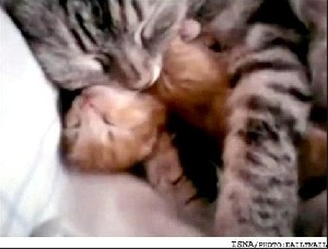 بچه گربه‌ای که در خواب کابوس می‌بیند +عکس