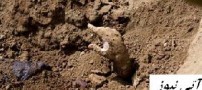ماجرای جنجالی دستی که از قبر بیرون آمد + عکس