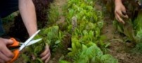 3 گیاه موثر برای نفخ شکم