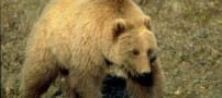 مرگ 2 نفر بر اثر سقوط خرس از آسمان روی ماشین!!