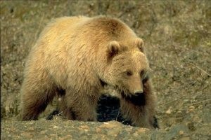 مرگ 2 نفر بر اثر سقوط خرس از آسمان روی ماشین!!