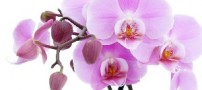 معانی گل های مختلف برای هدیه دادن به دیگران